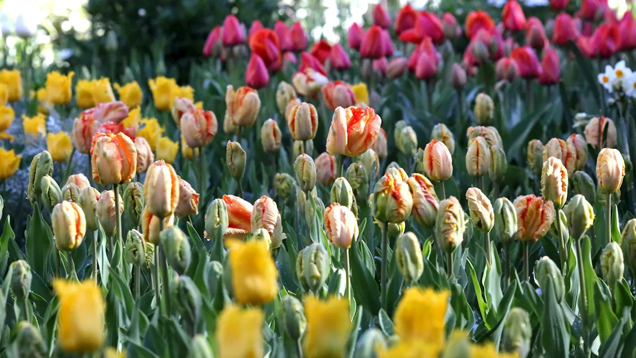 Thousands of Tulips Bloom at Descanso Gardens in March