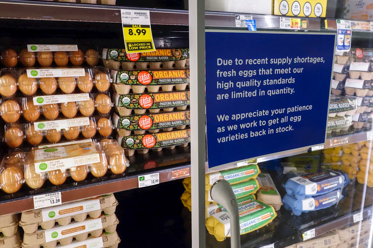 Egg Prices Soar, Leaving Shoppers Facing Empty Shelves and High Costs