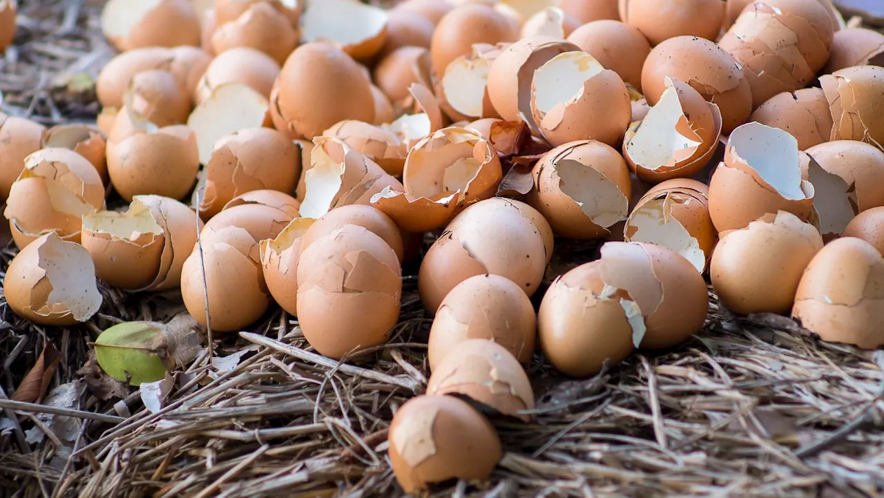 Gardening expert explains why you should NEVER throw eggshells away