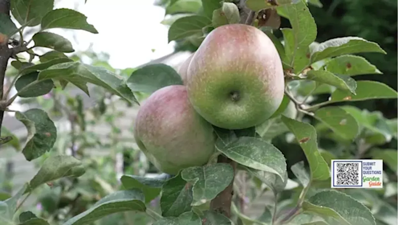 Why Your Apple Tree Isn't Fruiting and How to Fix It