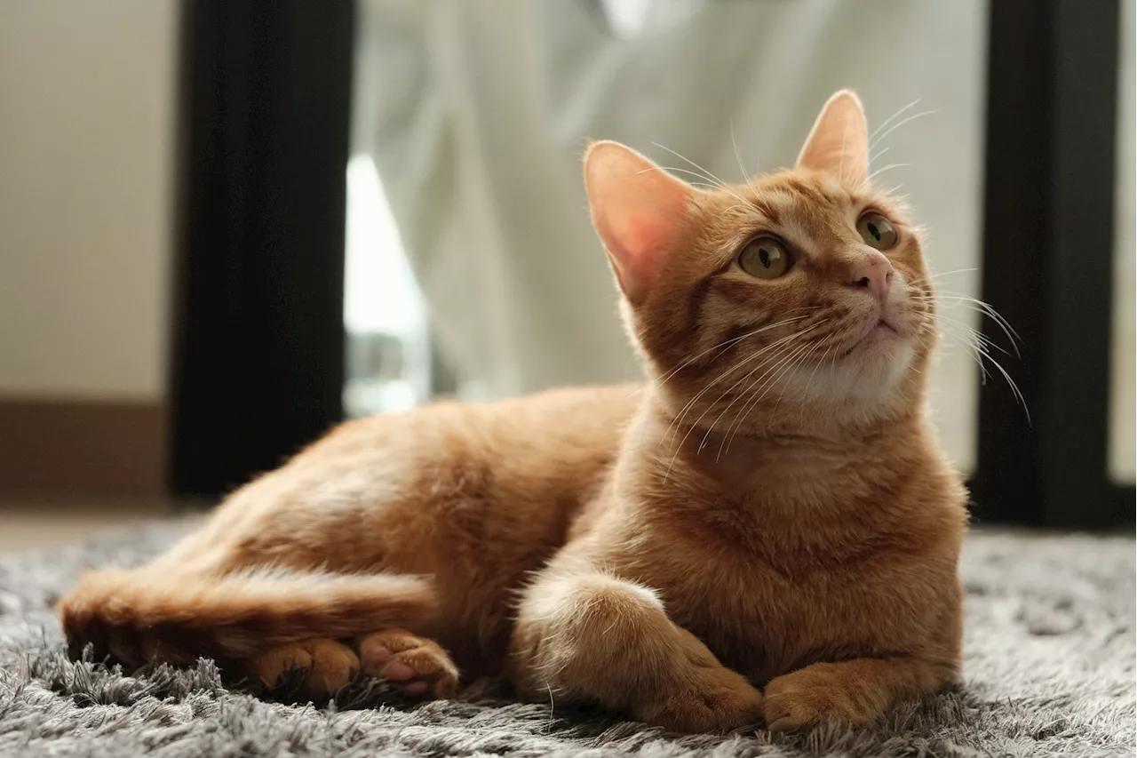 Heartmelting Video of a Cat's First Encounter with Rain Inside Captures Internet's Affection