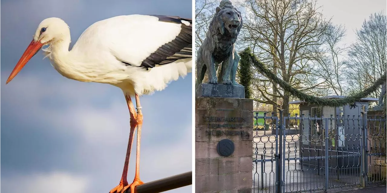 Nürnberger Tiergarten mit Einschränkungen wieder geöffnet