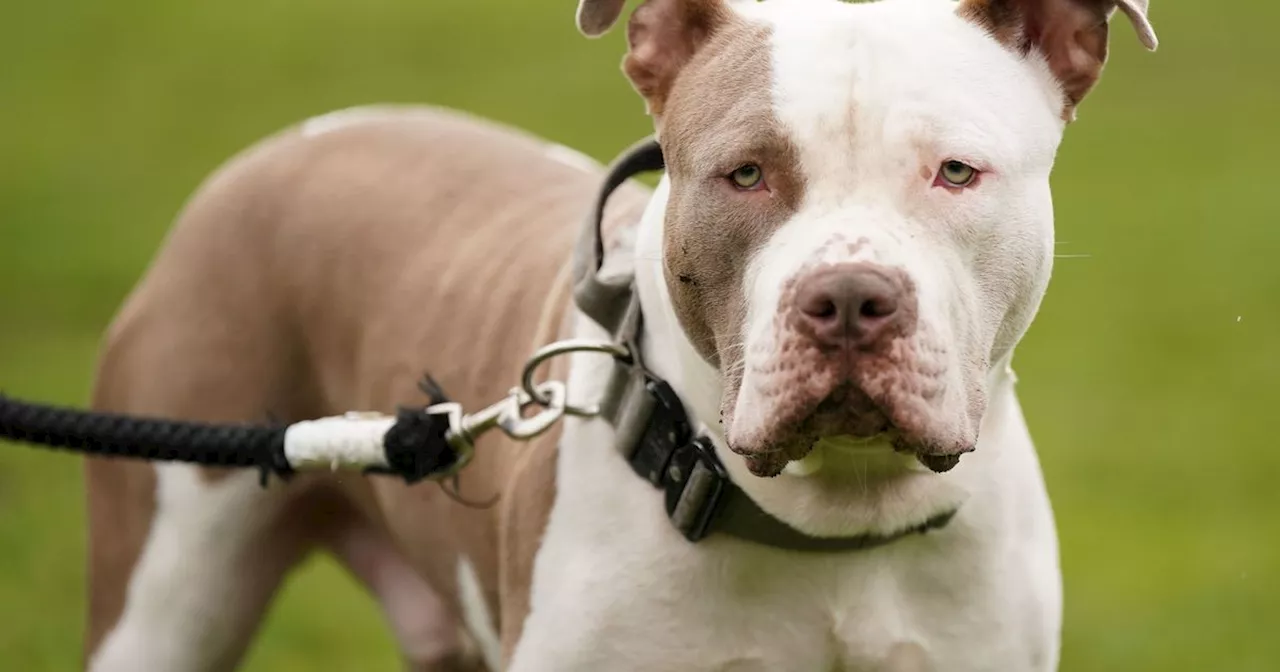 Almost Half of Dogs Euthanized by Nottingham City Council in 2024 Were XL Bullies