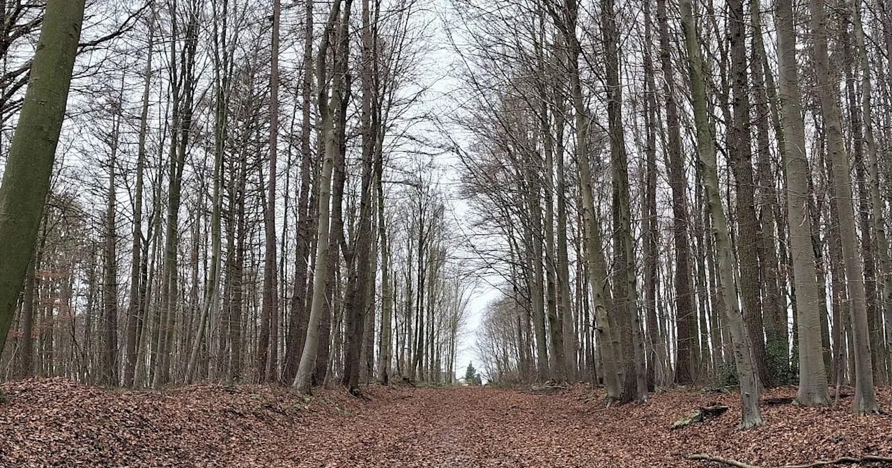 Jugendliche verletzten 16-Jährigen im Bielefelder Wald mit einem Messer schwer