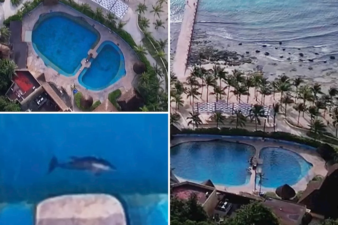 Dolphins forced to survive in shocking conditions at luxury resort — just feet from the ocean: 'Like jailed criminals'