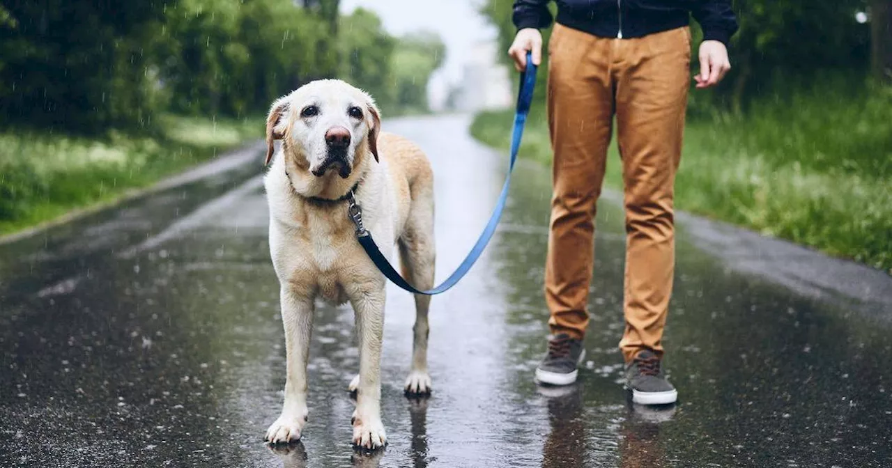 Amazon's Top-Rated Dog Drying Coat: Keep Fido Warm and Dry During Storm Eowyn