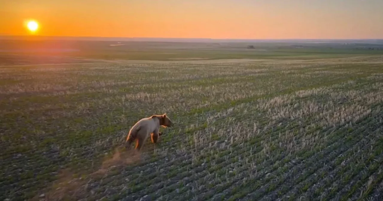 Drones Used to Deter Grizzly Bears in Human-Populated Areas