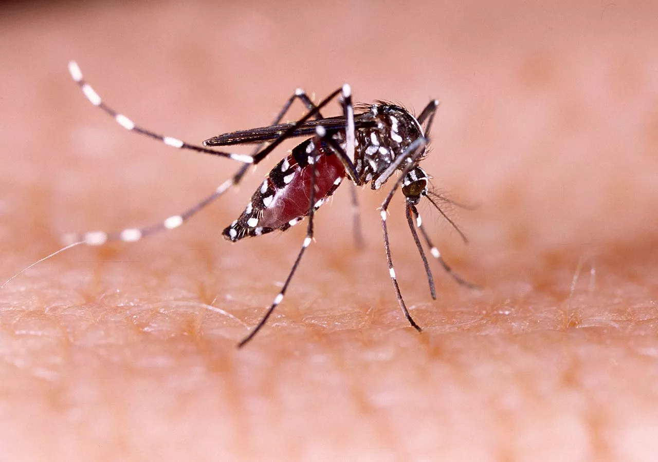 Negros Occidental Grapples with 'Very Alarming' Surge in Dengue Cases