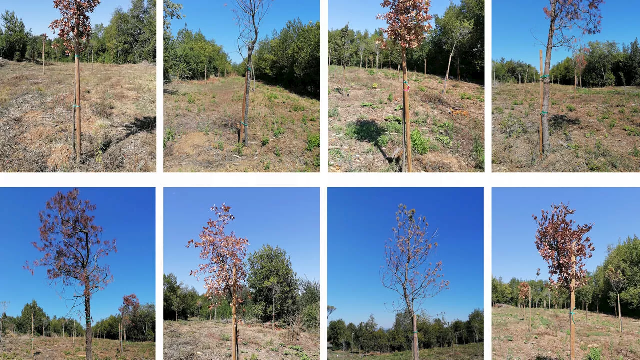 Pianto di 1000 alberi a Villa Ada: quasi un quarto dei nuovi alberi sarebbero morti