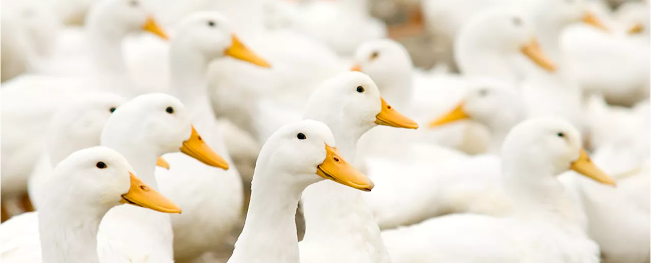 Scientists Confirm a New Strain of Bird Flu Has Emerged in The US