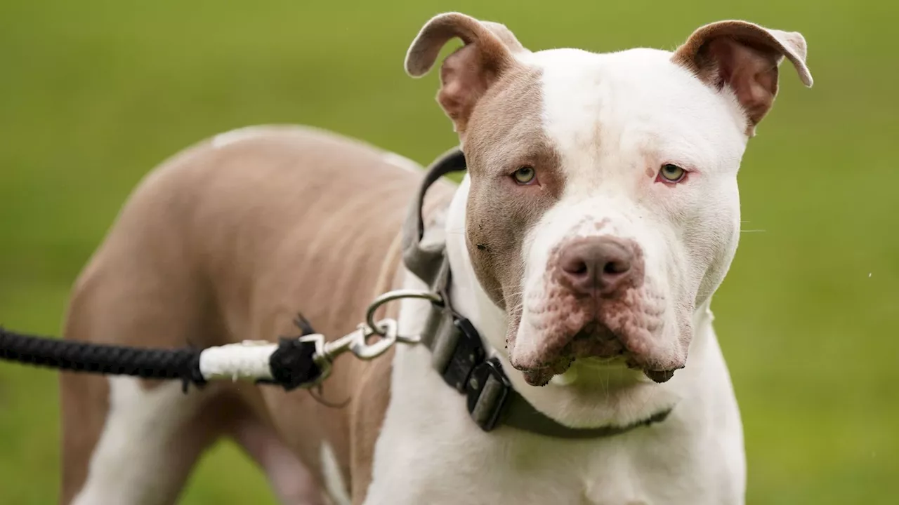 XL Bully Ban Costs Police Forces Millions in Veterinary Bills and Kennelling