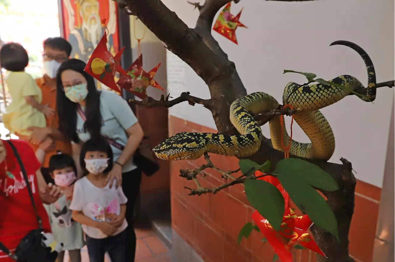 The Year of the Snake: Superstitions, Symbolism, and Fortune