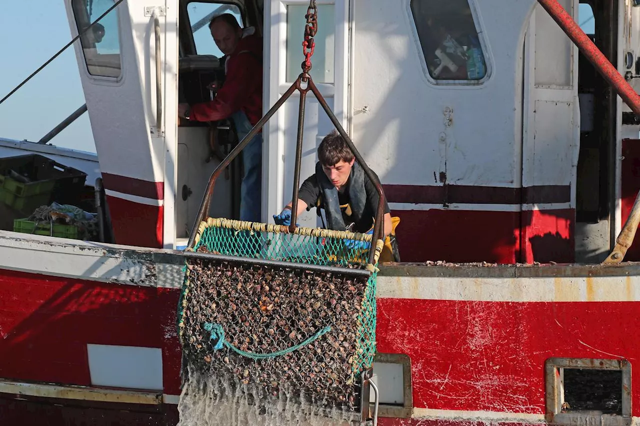 Charente-Maritime : quel est cet étrange mal qui décime les pétoncles et laisse perplexes pêcheurs et biologistes ?