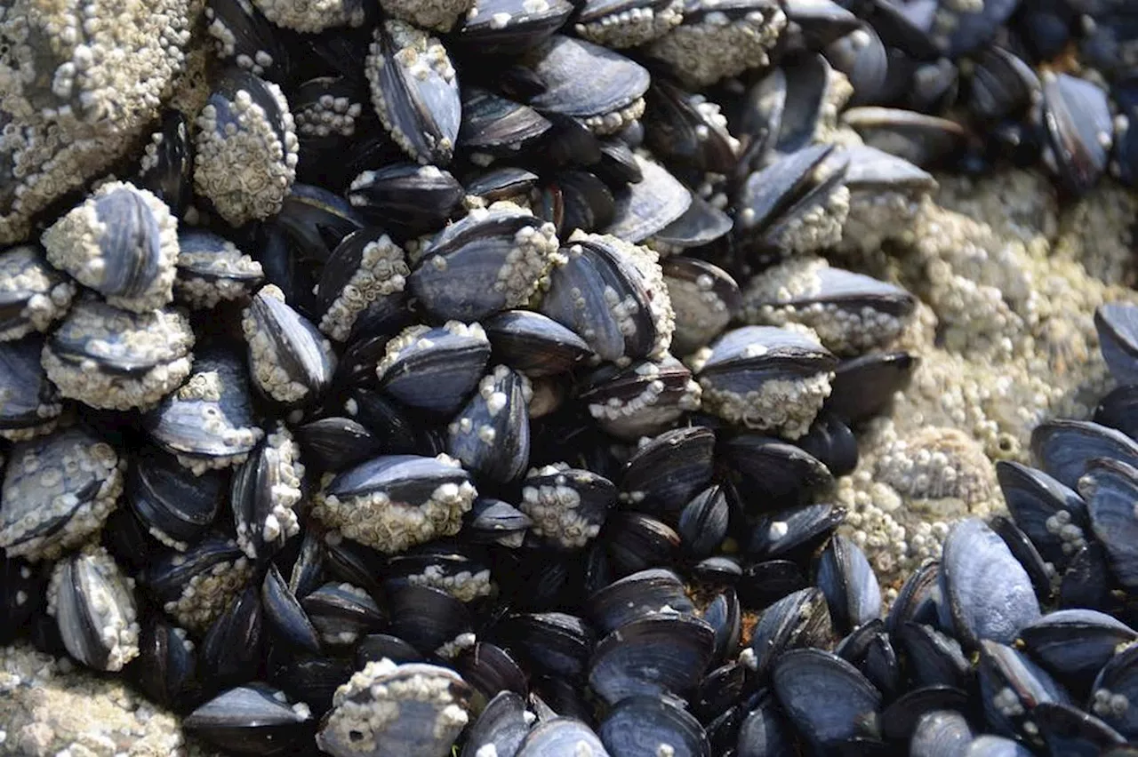 Moules, huîtres et vase : sentinelles de la contamination chimique du littoral français