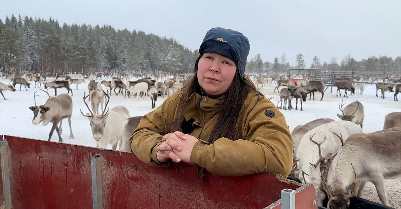 Rans sameby överklagar tillståndet för Rally Sweden – har renar i området