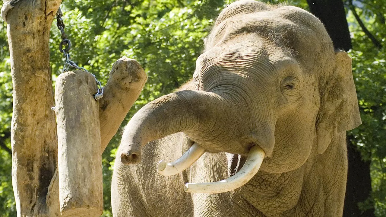 Berliner Zoo trauert um Elefanten Victor