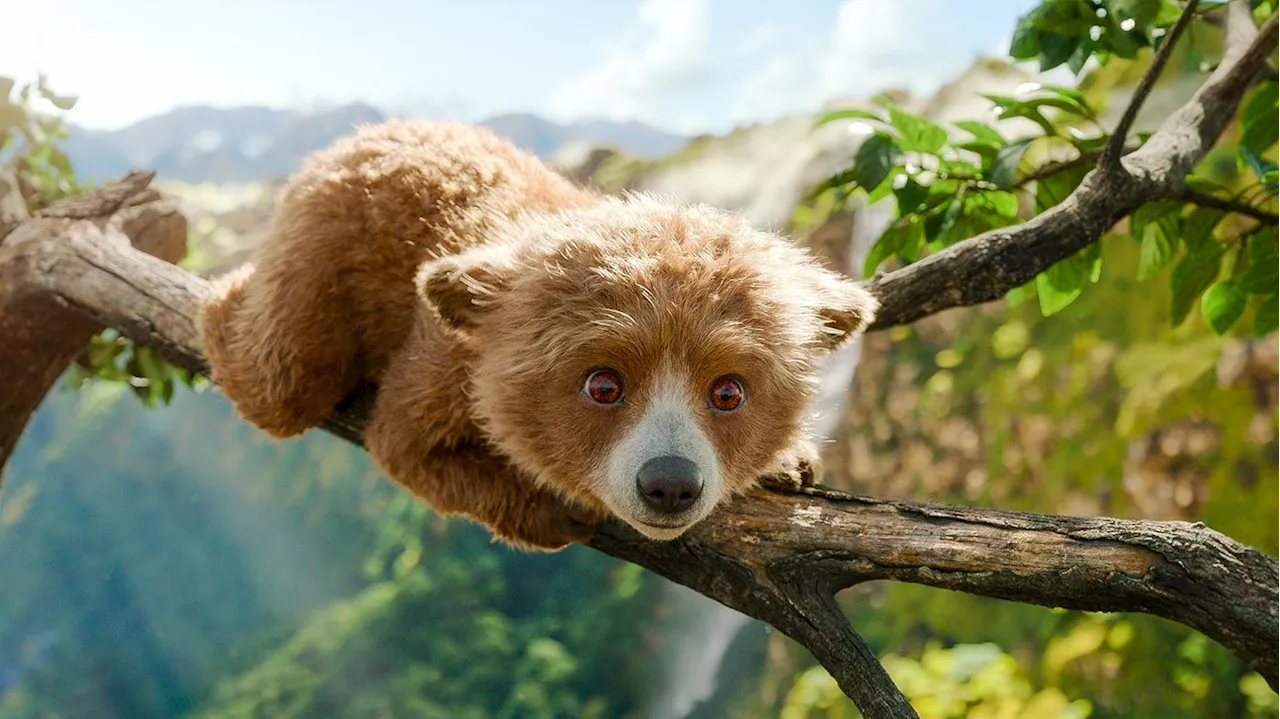 Die Kino-Starts der Woche: Flauschbär Paddington statt Abtreibung und Sekten?