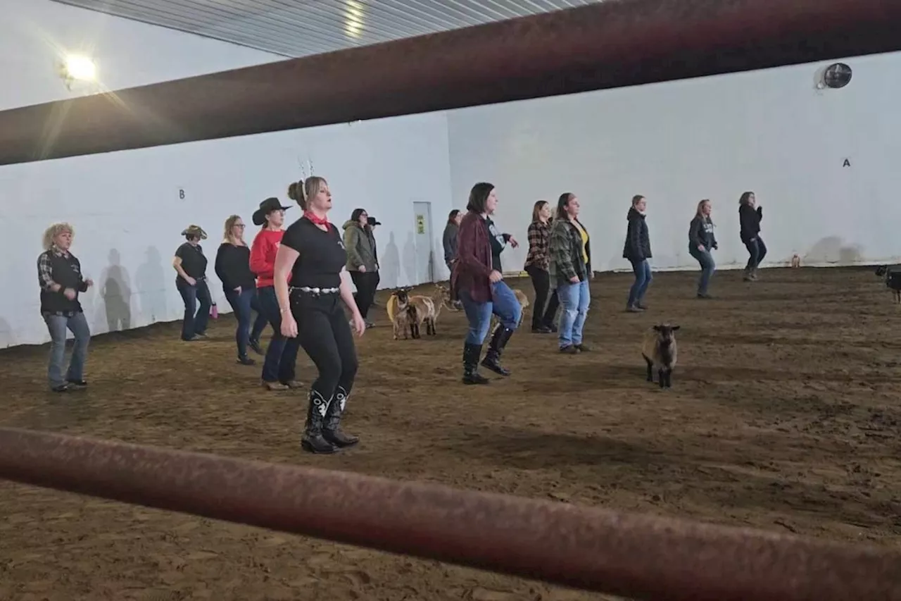 Line Dancing with Goats at Townline Equestrian Centre