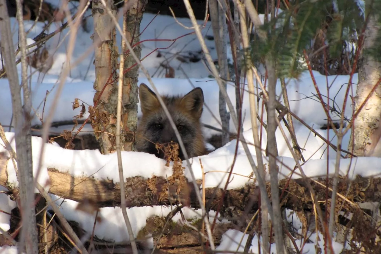 Thunder Bay Buzzes with Activity on Wednesday, January 29th