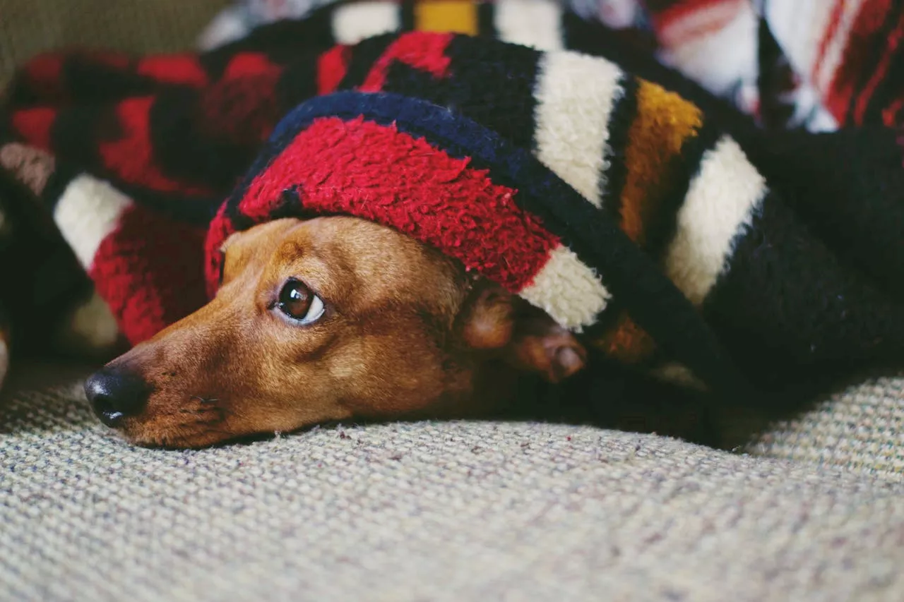 Are You Hurting Your Dog's Feelings?