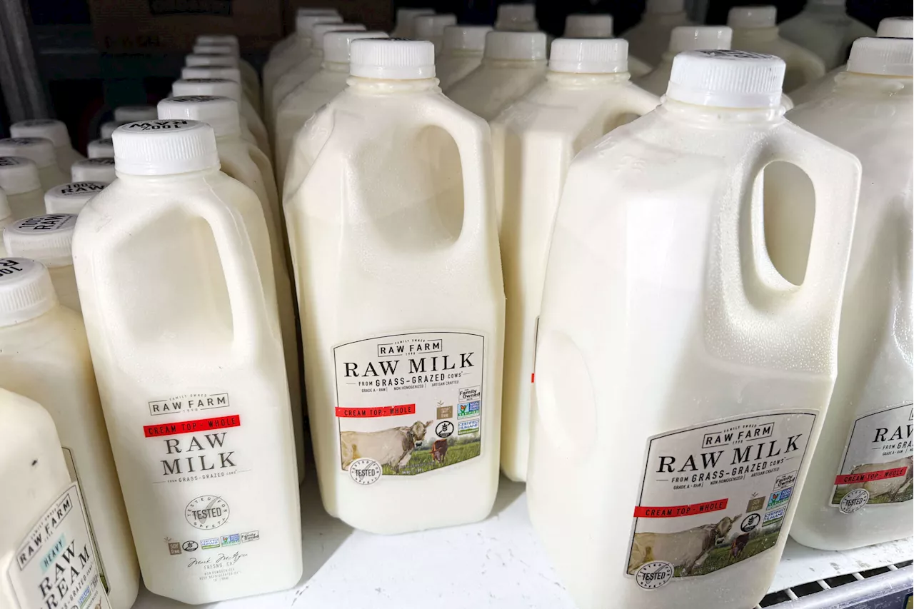 Risky Raw Milk Farms Poised to Gain Federal Certification Under an RFK HHS