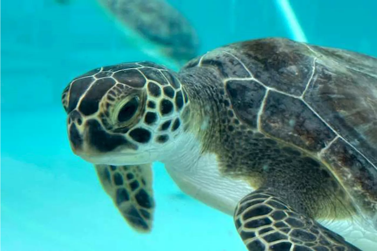 Cold-Stunned Sea Turtles Rescued in Florida