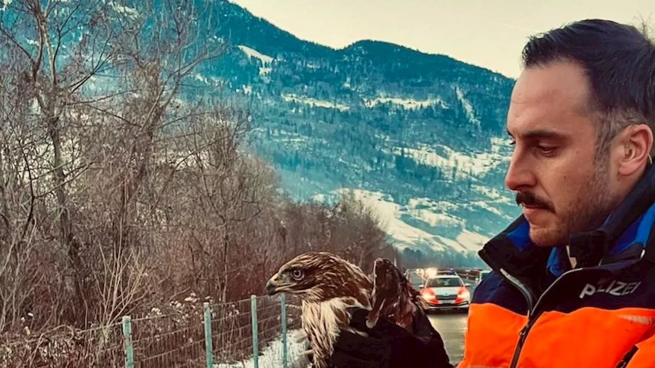 Mäusebussard nach Unfall auf der A13 gerettet