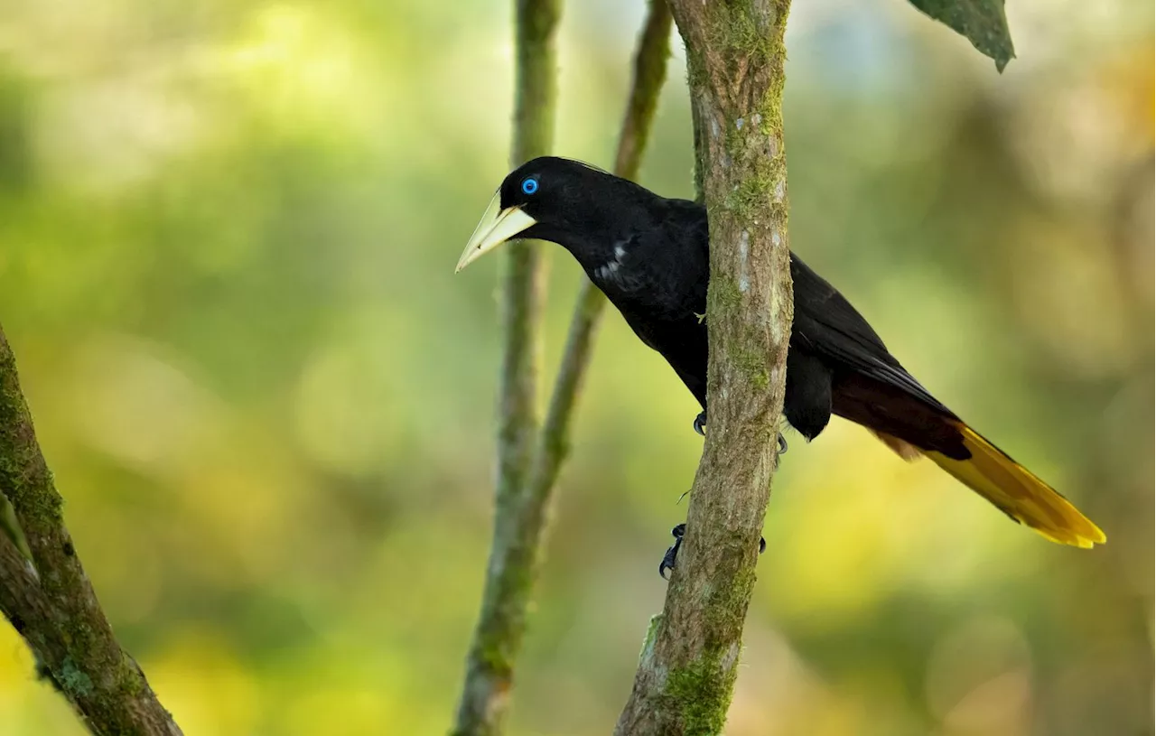 La Biodiversité Riche de l'Amazonie