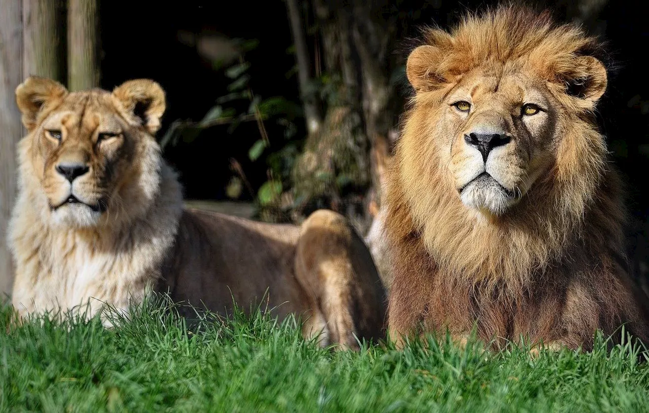 Perdu dans la savane, un enfant survit cinq jours au milieu des lions et des éléphants