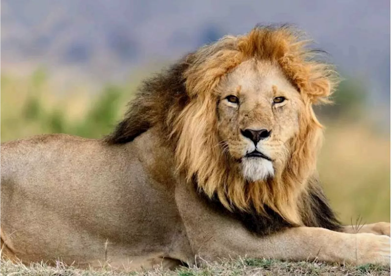 Zookeeper mauled to death by lions when he enters cage to impress girlfriend