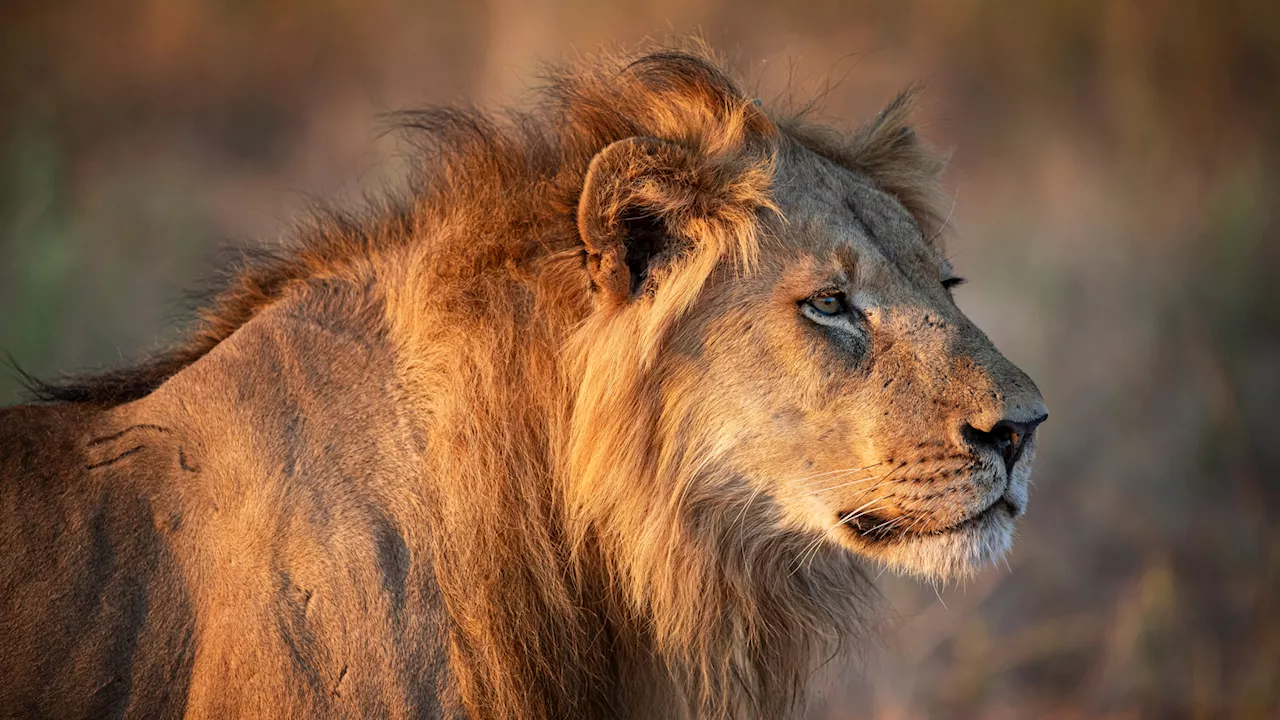 Missing Child Found Alive After Trekking Through Lion-Infested Park in Zimbabwe