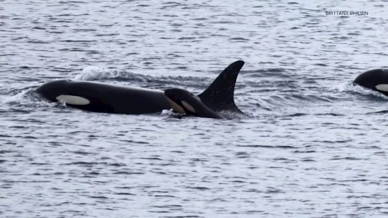 Tragedy Strikes J-Pod: Orca Mourns Newborn Calf