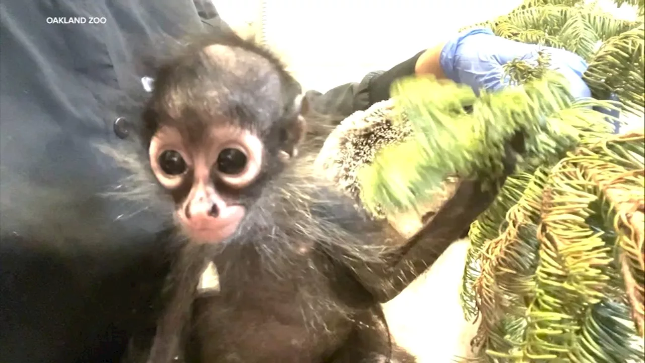 Malnourished Spider Monkey Found in Rolls Royce During DUI Stop