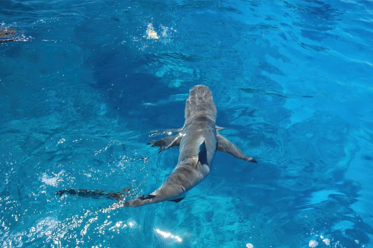 Attaque de Requin Fatale en Nouvelle-Calédonie