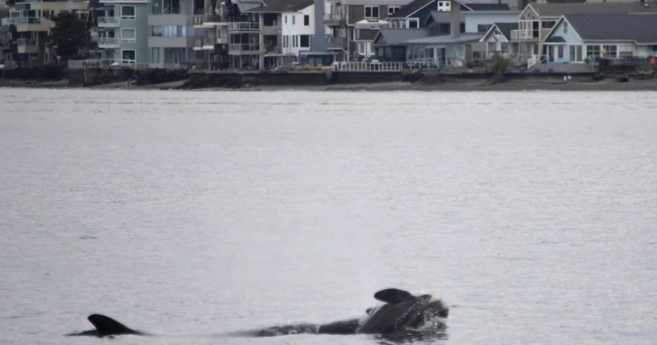 Endangered Orca Carries Dead Calf Again, Displaying Continued Grief