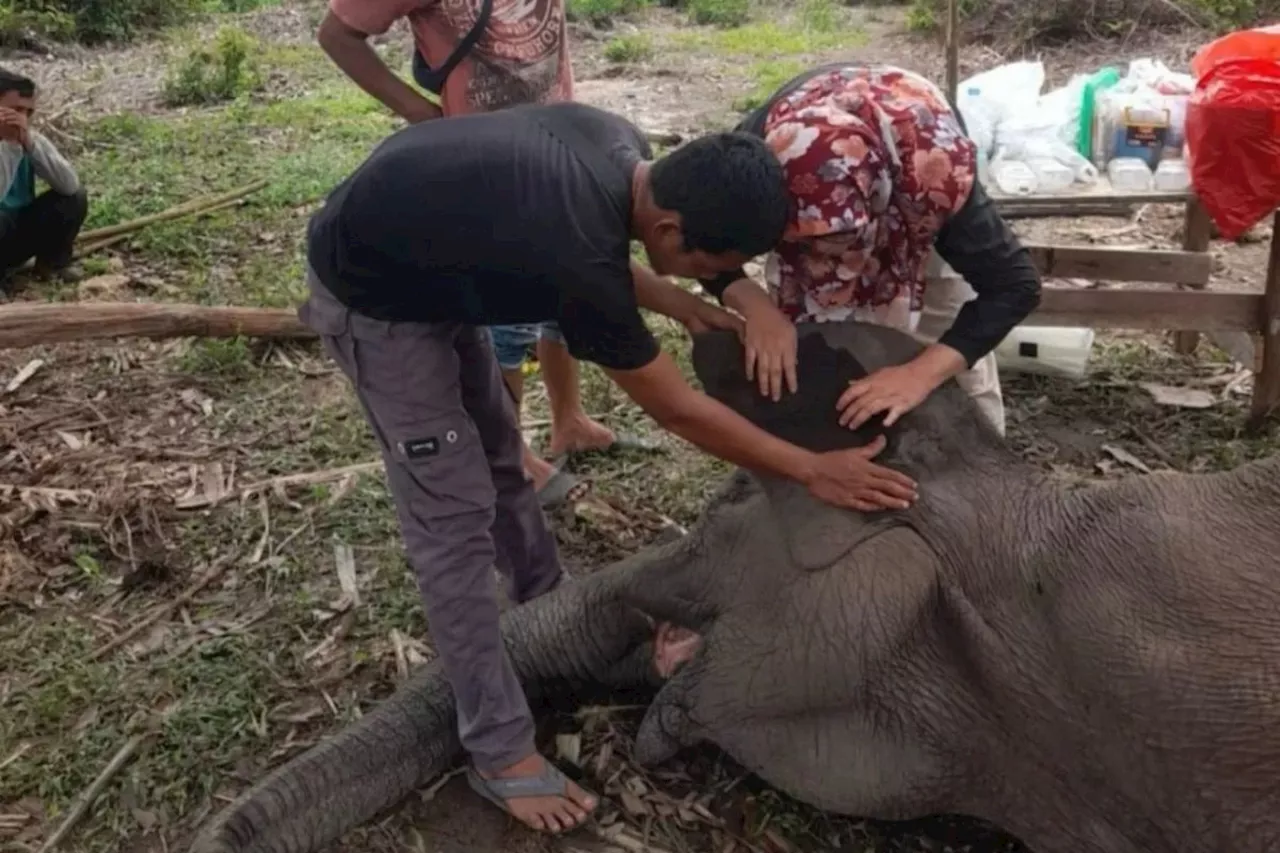 Gajah Rimbani di Balai TNTN Meninggal Akibat Infeksi Pencernaan