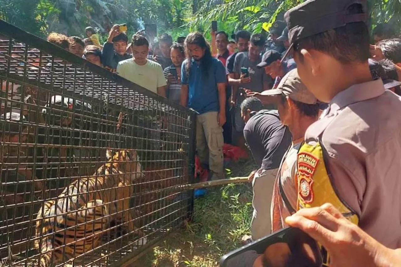 Harimau Masuk Kandang Perangkap di Aceh Selatan