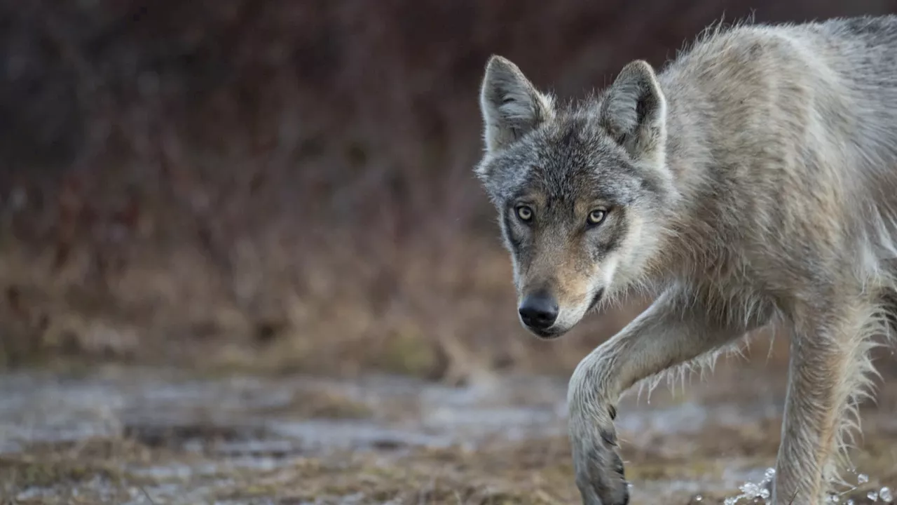 Attaque de Loups dans les Alpes du Sud : L'Éleveur en Pleine Préoccupation