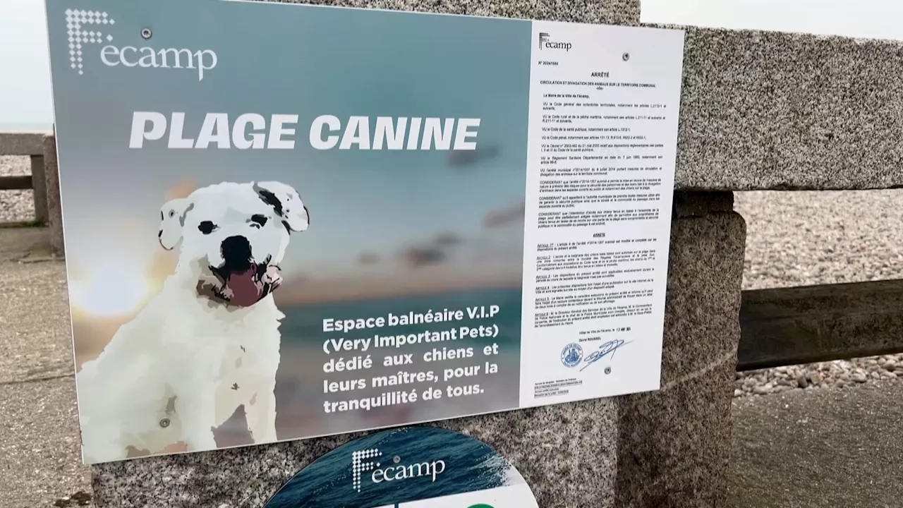 Fécamp : Une plage accessible aux chiens pour la première fois