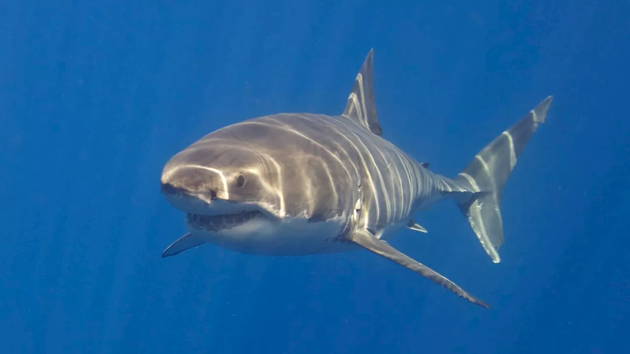 Nouvelle-Calédonie: un homme de 40 ans tué dans une attaque de requin