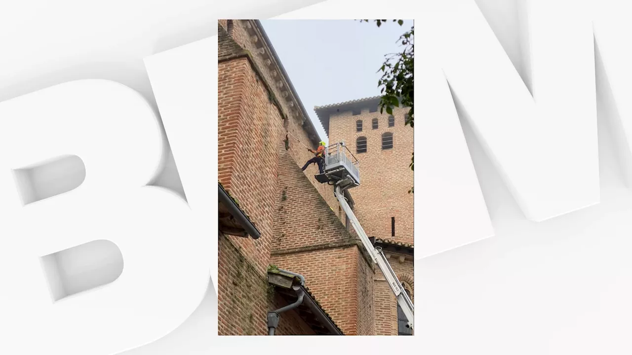 Un Chat Sauvage Fait un Saut Étonnant pour Échapper à Une Église à Gaillac