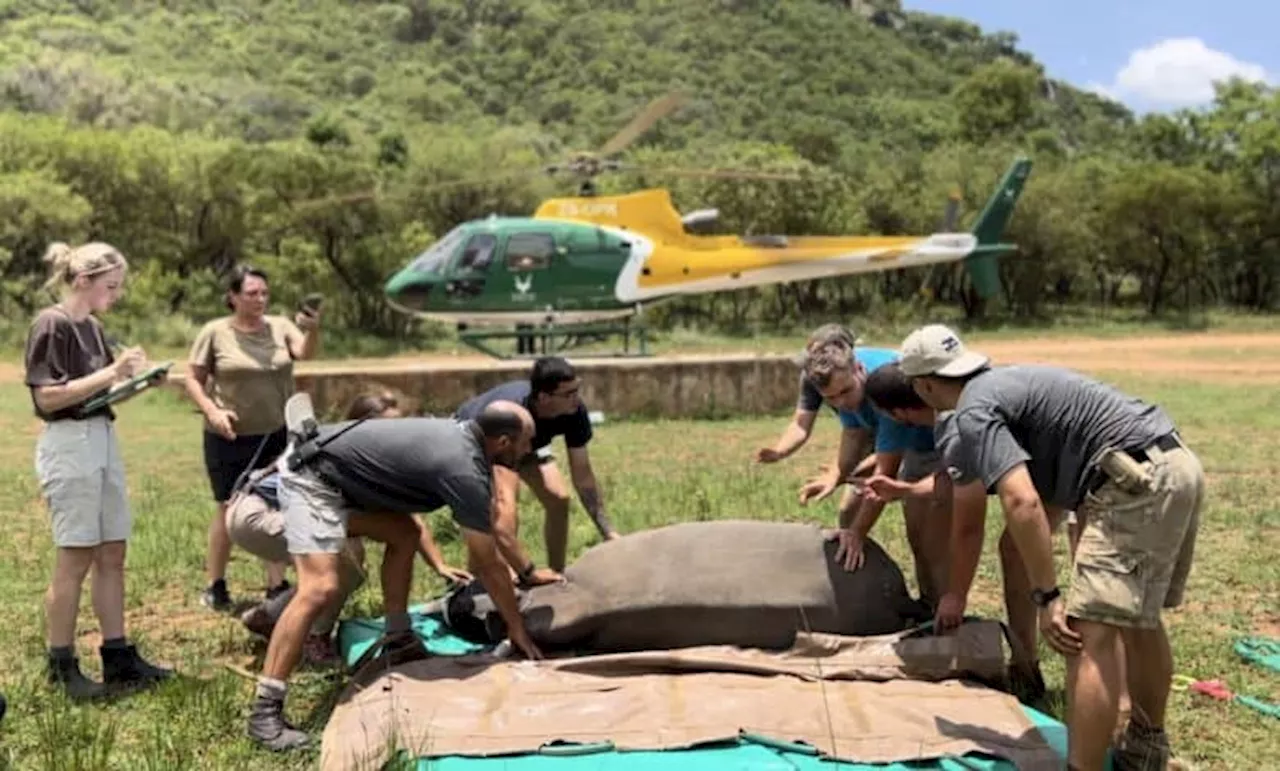 Rhino Orphans Rescued After Poaching Deaths in Kruger National Park