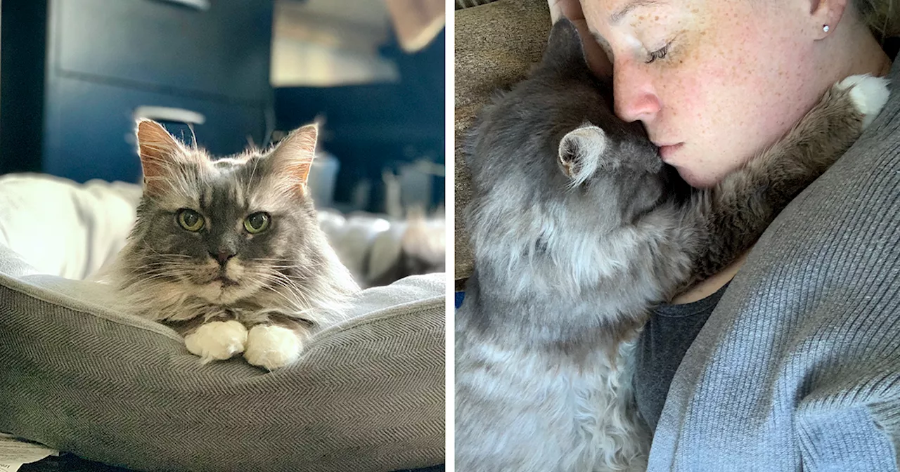 Elderly Maine Coon Cat Finds Forever Home After 12 Years in Cage