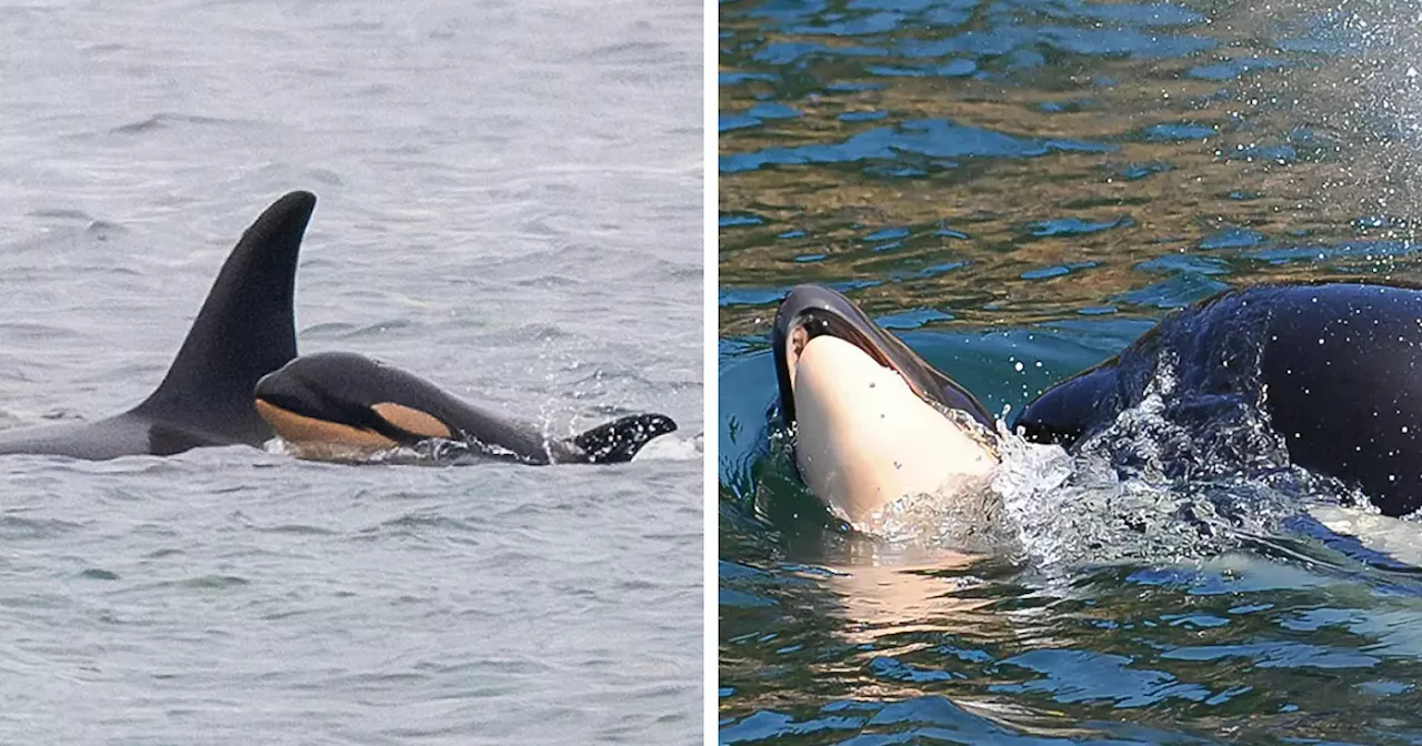 orca J35 Carries Deceased Calf's Body