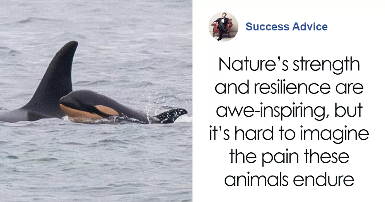 Orca Tahlequah Loses Another Calf, Raising Concerns for Southern Resident Killer Whales