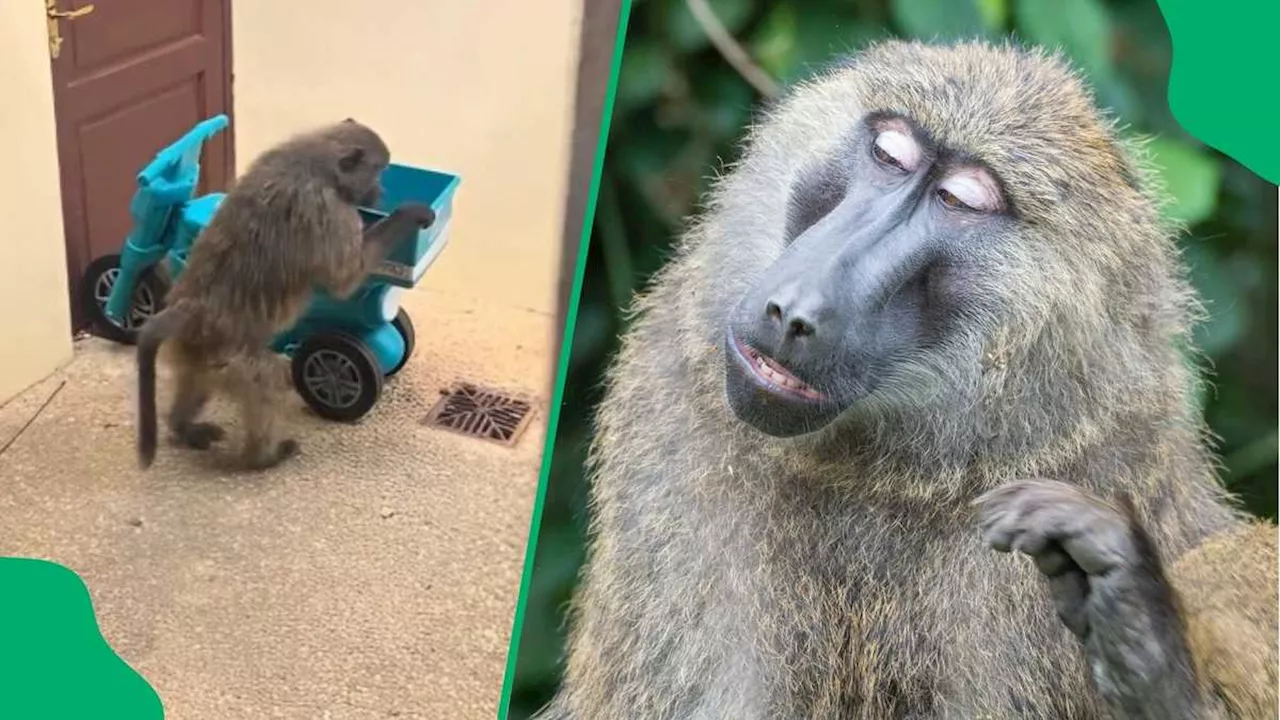 “Came for a Job Application”: SA Laughs As Baboon Scales Wall for Sixty60 Toy Bike