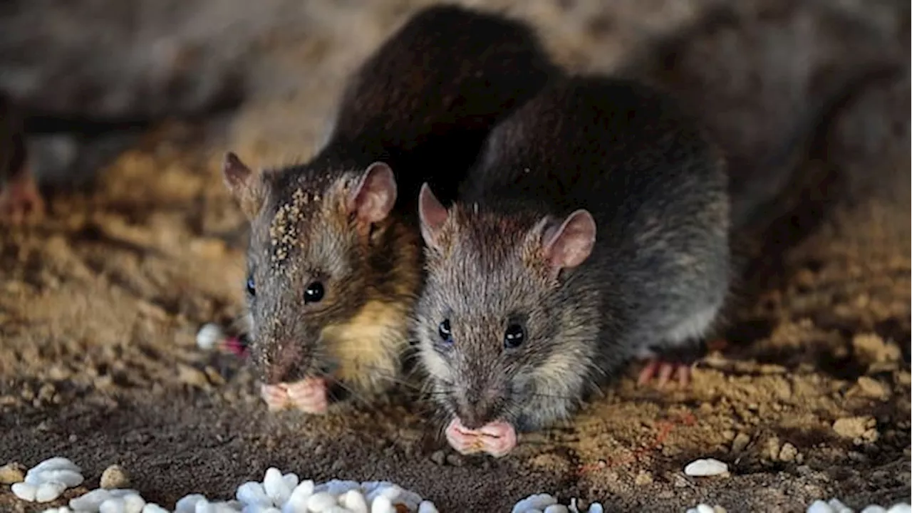 From Cultural Villain to Ecosystem Contributor: Understanding Rats