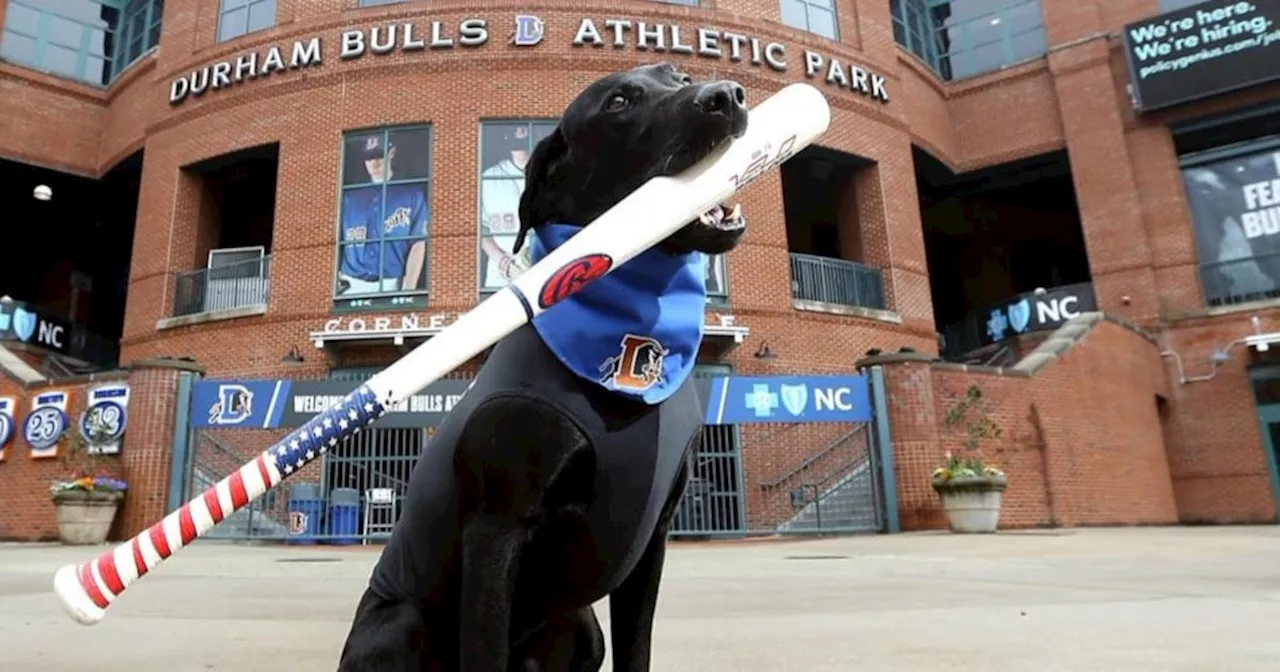 Ripken The Bat Dog, Beloved Canine Sports Star, Dies at 8