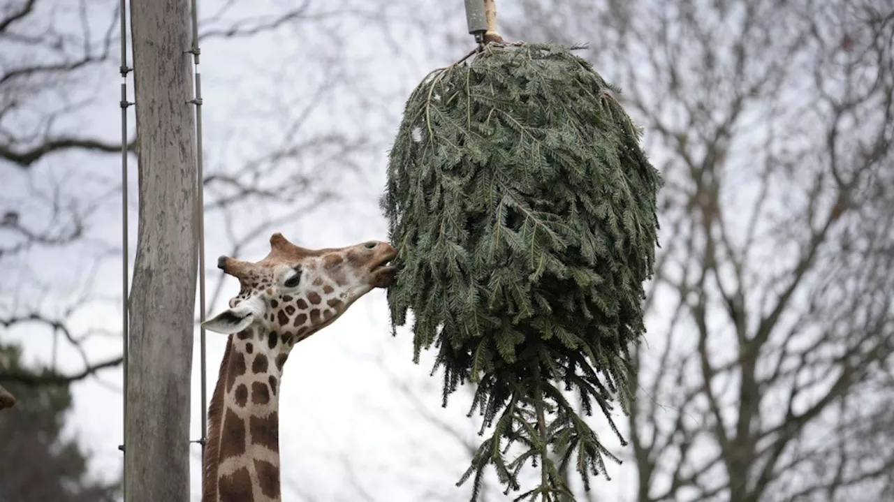 Berlin Zoo Gives Christmas Trees to Animals