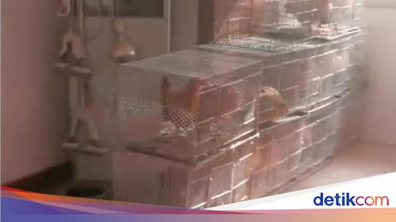 Dua Tahun Ditinggal, Pemilik Kaget Apartemennya Berubah Jadi Peternakan Ayam!